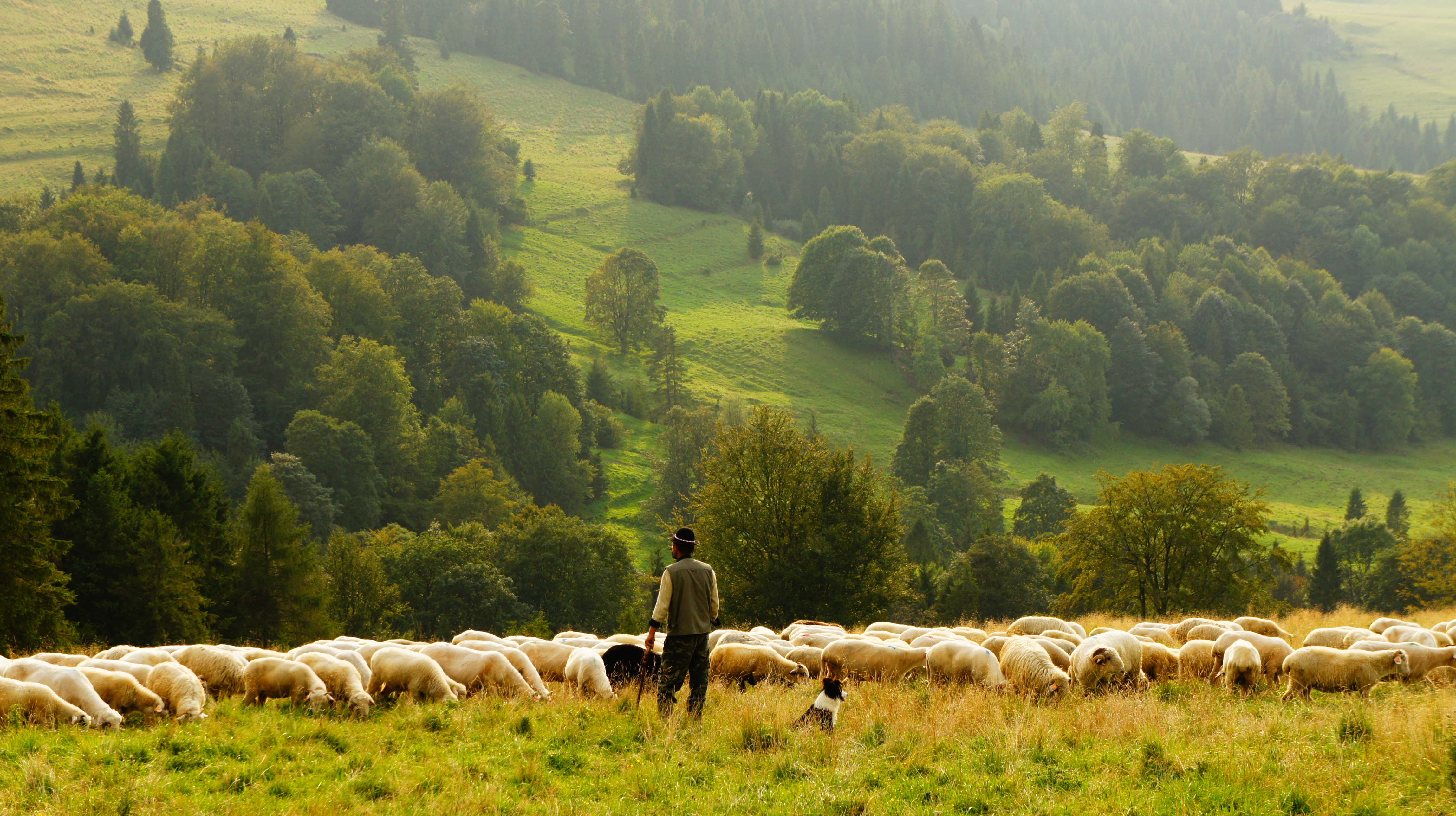 羊の群れを導く羊飼い